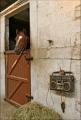 marie-christine-chantrait - 1, 2, 3...cheval