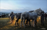 C'était l'année dernière - 1, 2, 3...cheval