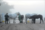 Et pour que demain soit, il nous faut en prendre soin - 1, 2, 3...cheval