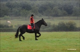 marie-christine-chantrait - 1, 2, 3...cheval