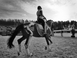 marie-christine-chantrait - 1, 2, 3...cheval